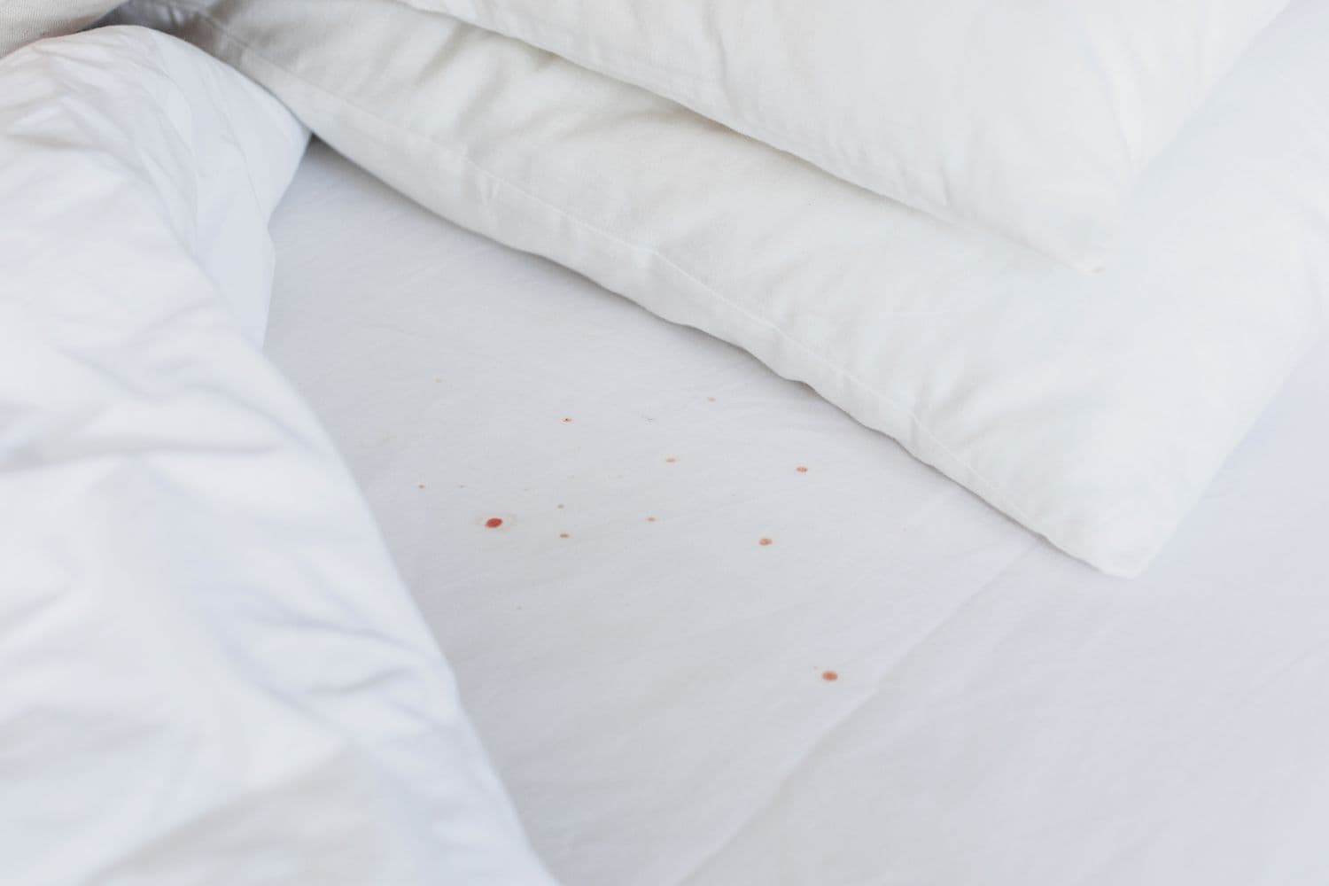 Small blood stains on white sheet from crushed bed bugs